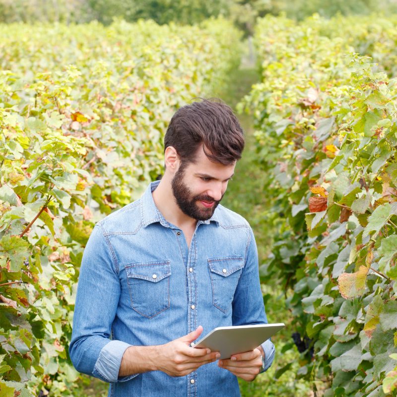 Winemaker in the vineyard with a tablet